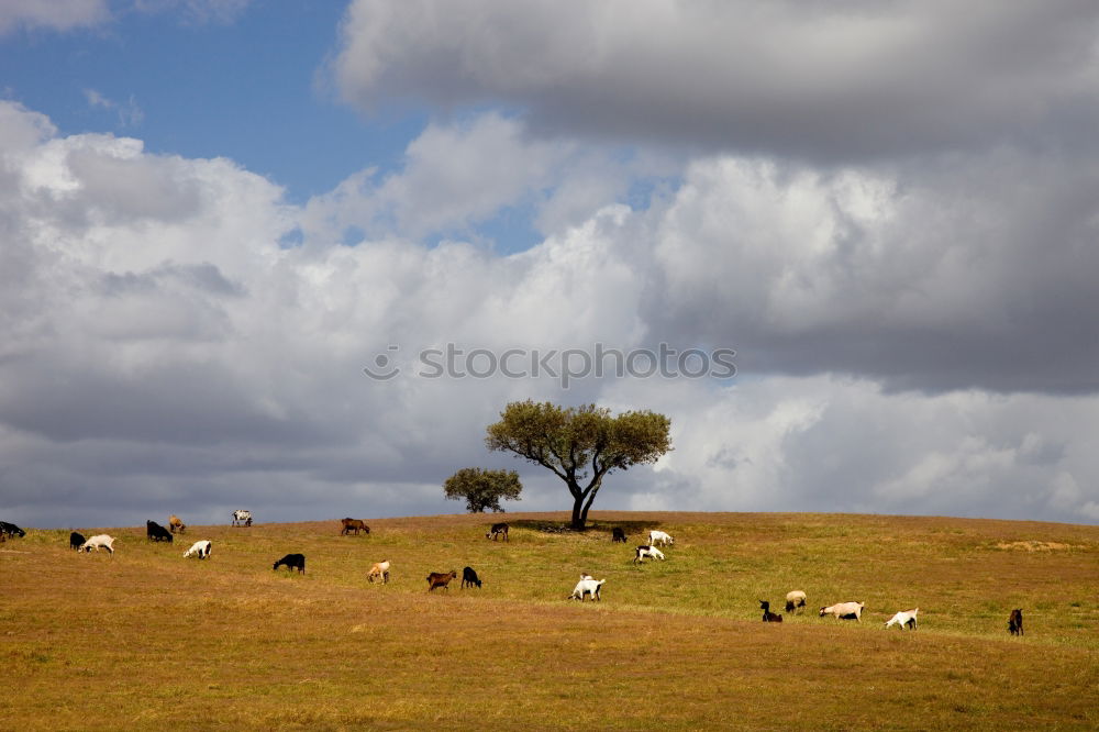 Similar – Image, Stock Photo Sheep & Wind Energy