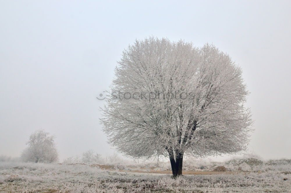 Similar – 2 Halme Gras Feld Wiese