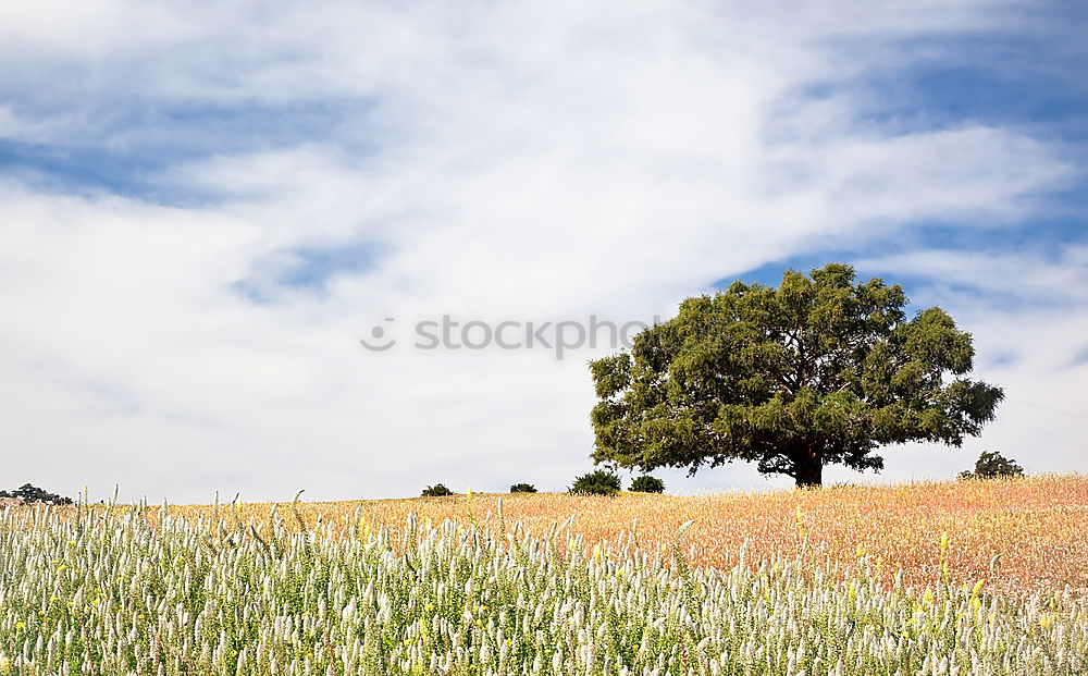 Similar – Image, Stock Photo midsummer Landscape