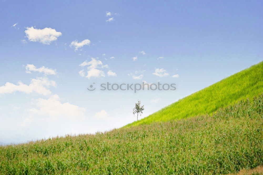 Similar – Image, Stock Photo Half and half Wood Clouds