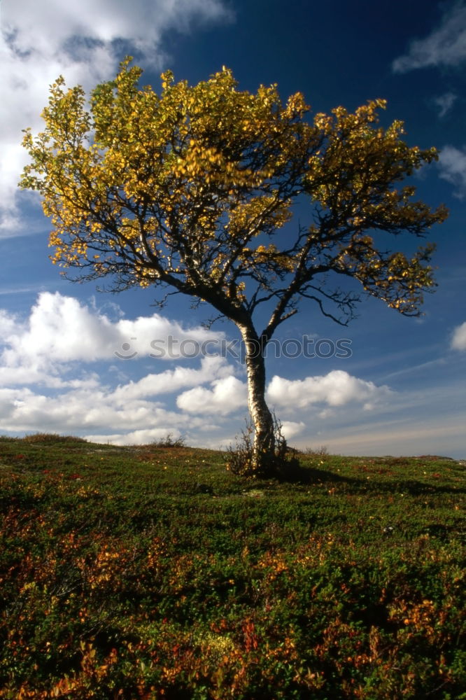 Similar – yellow blue white Tree