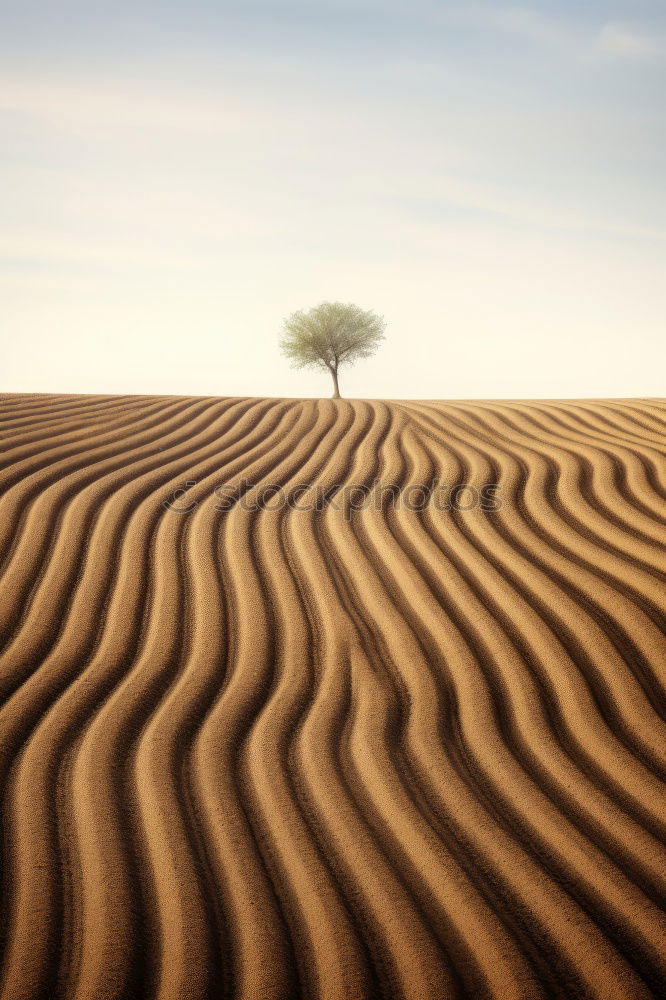 Similar – Image, Stock Photo the desert lives Dubai