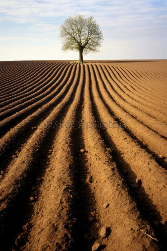 Einsamer Baum 2 Feld