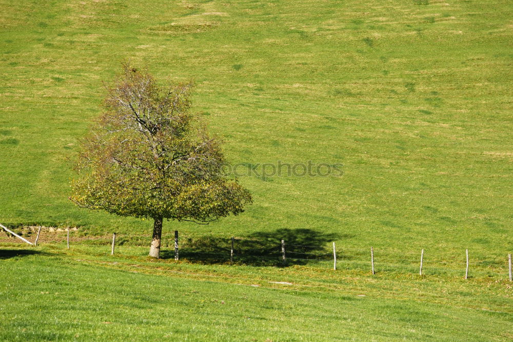 Baum in Grün Weide Wiese