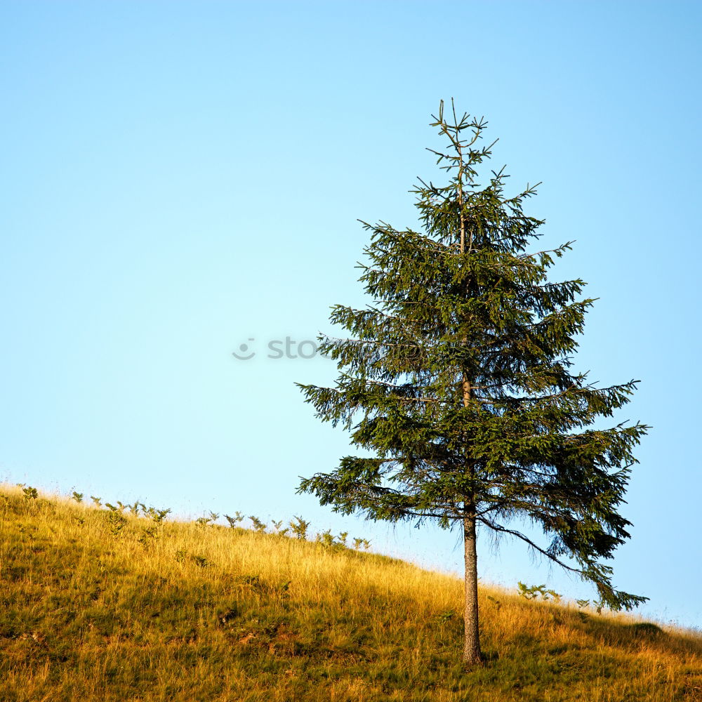 Similar – Image, Stock Photo half-timbered Nature Plant