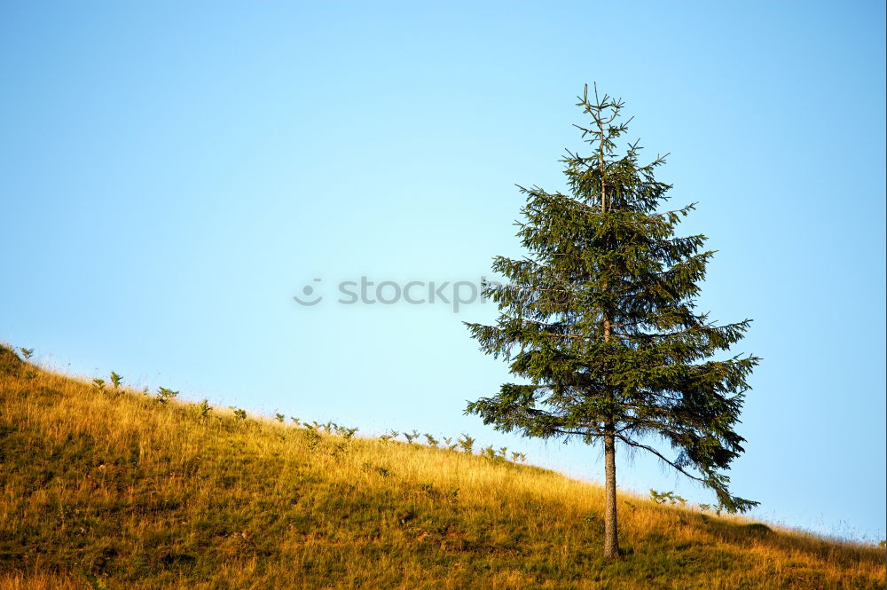 Similar – teletubbieland Wiese grün