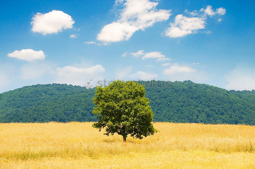 Similar – Image, Stock Photo Tree at the edge of the field