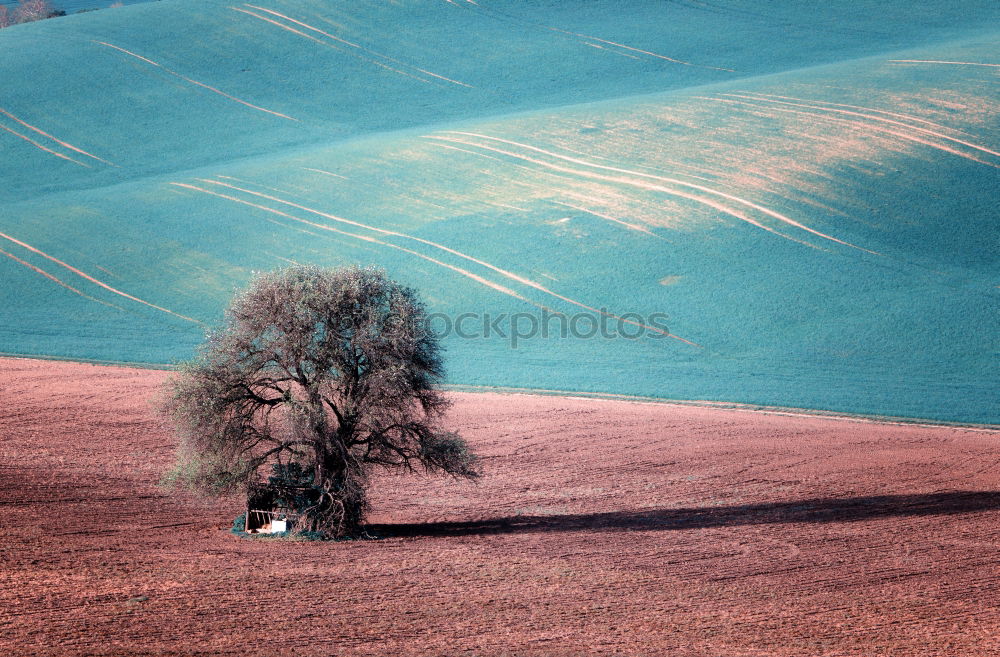 Similar – sunny day Field Tree