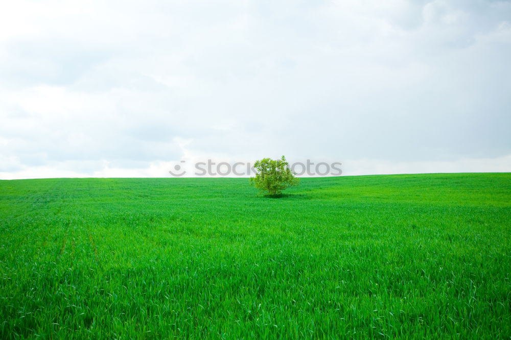 Similar – Foto Bild Feel the freedom Baum Feld