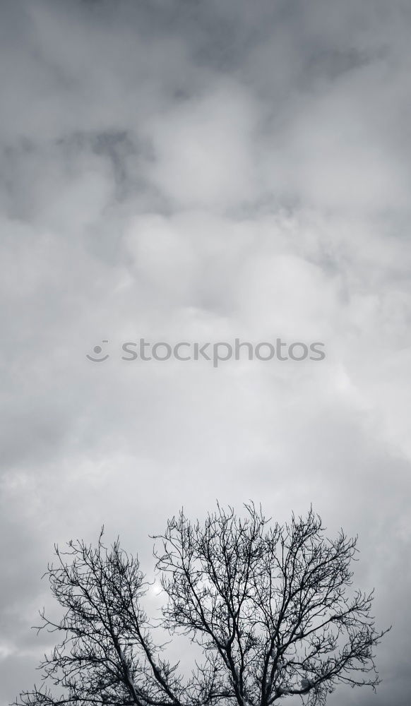 Similar – Image, Stock Photo two on a branch birds