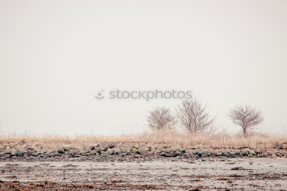 Similar – Image, Stock Photo jutting Wood Small Branch