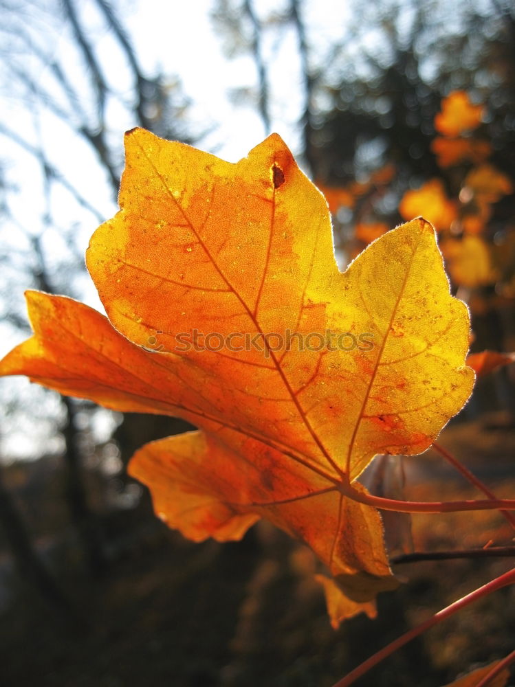 Similar – Image, Stock Photo autumn III Plant Autumn