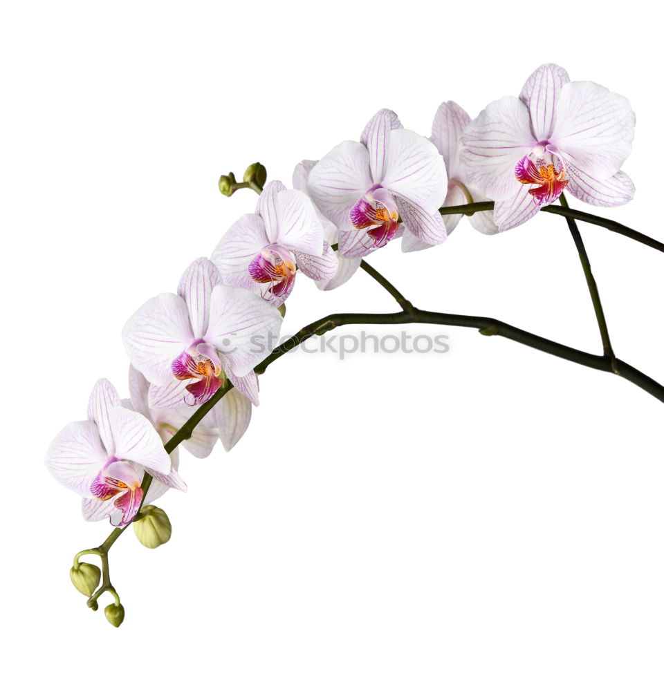 Similar – Image, Stock Photo Flower pink Orchid Pink