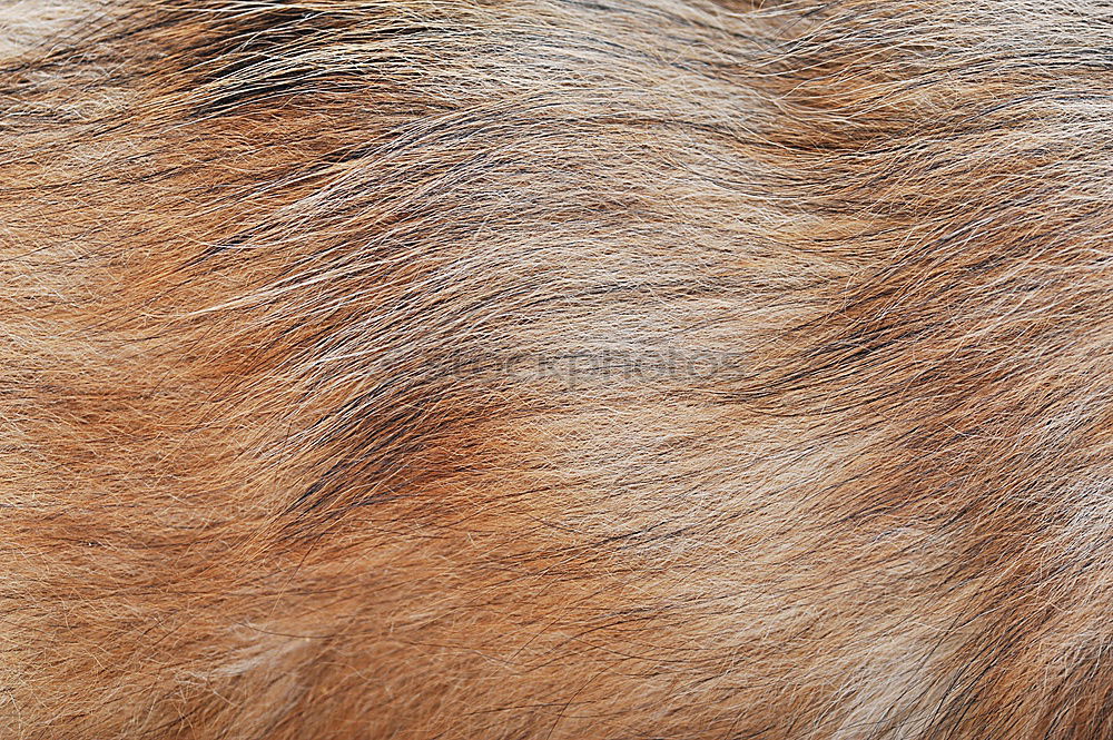 Similar – dappled Horse Pelt Dappled