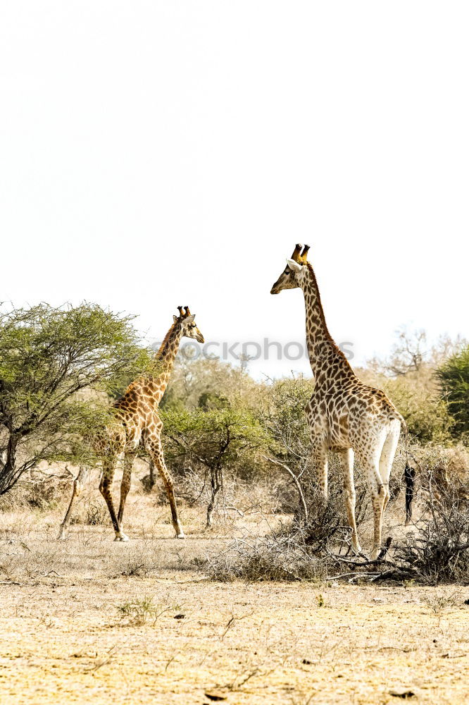 Similar – Foto Bild Wildlife Kenia Afrika