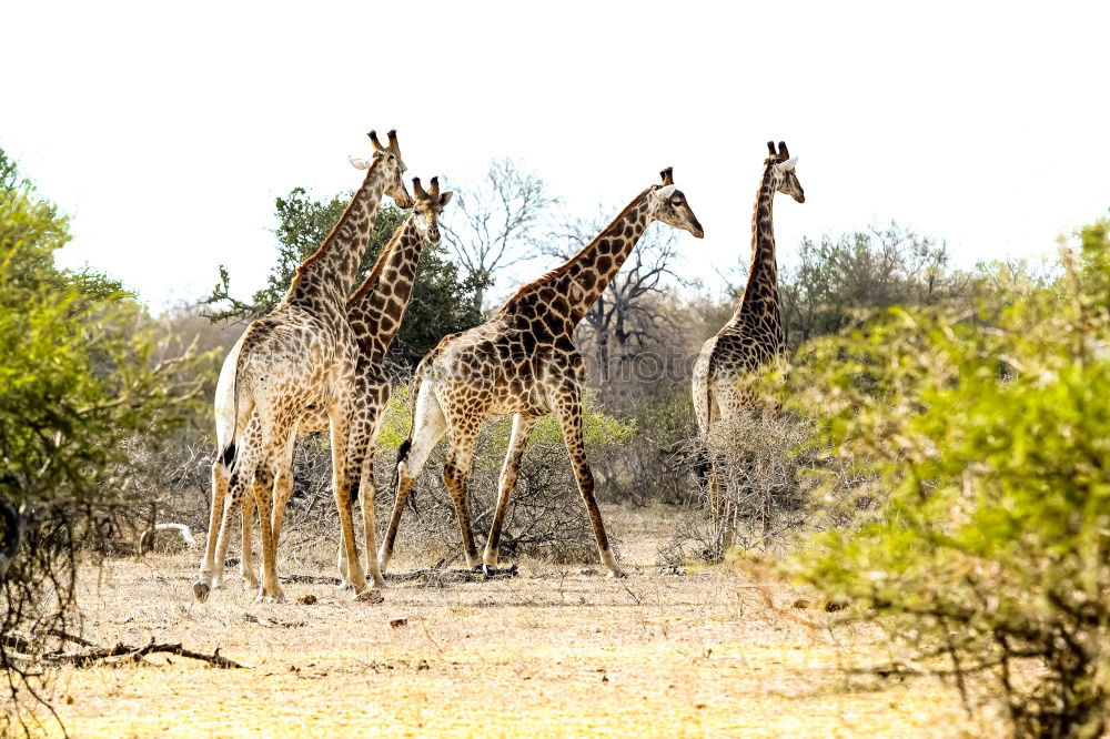 giraffe family Namibia