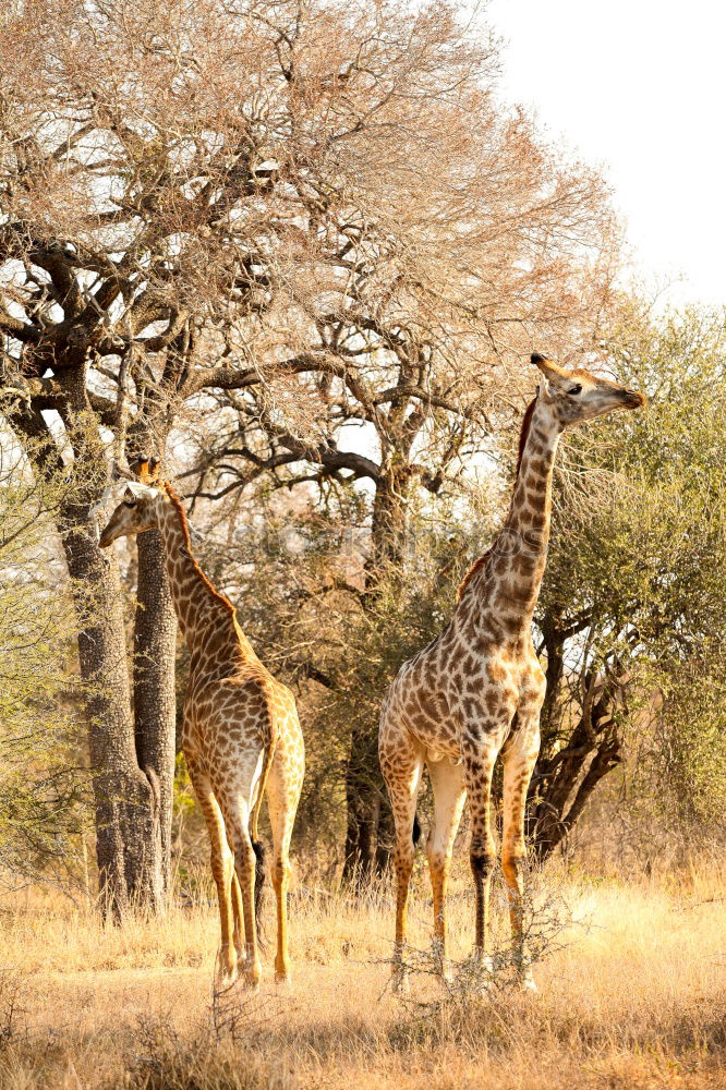 Similar – giraffes Safari Nature