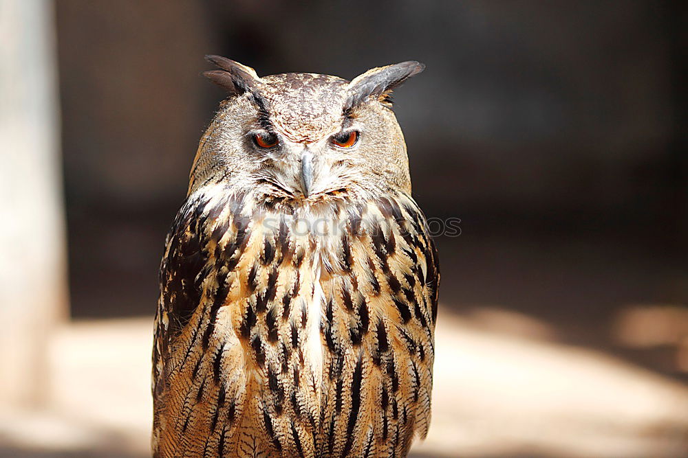 Similar – Foto Bild SUPER OWL Florida