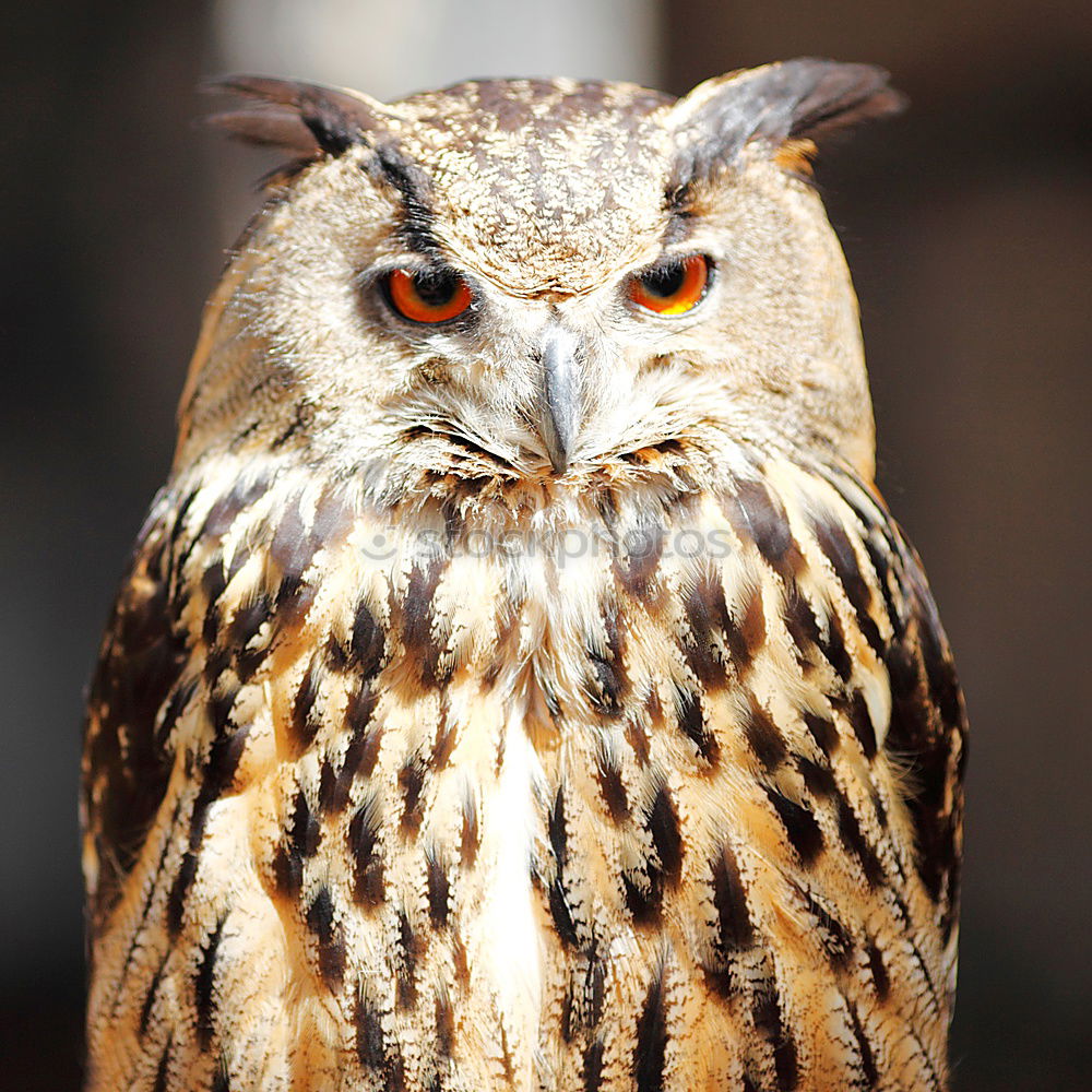 Similar – Image, Stock Photo Owl Stares Towards Animal