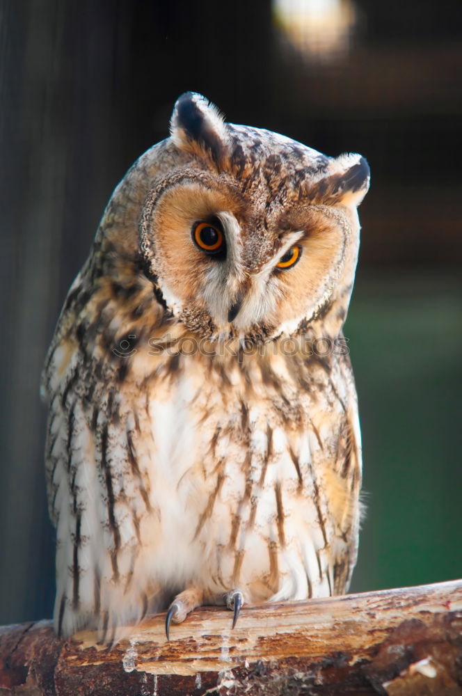 Similar – Foto Bild SUPER OWL Florida