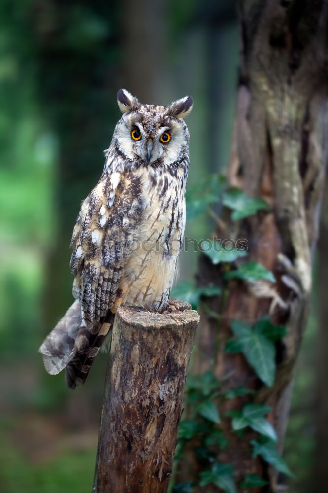 Similar – Foto Bild SUPER OWL Florida