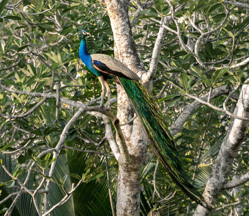 Similar – Image, Stock Photo Kingfisher in pose Animal