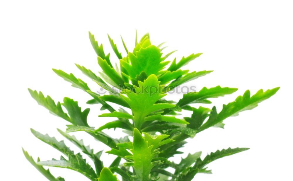 Similar – Image, Stock Photo Urtica Stinging nettle