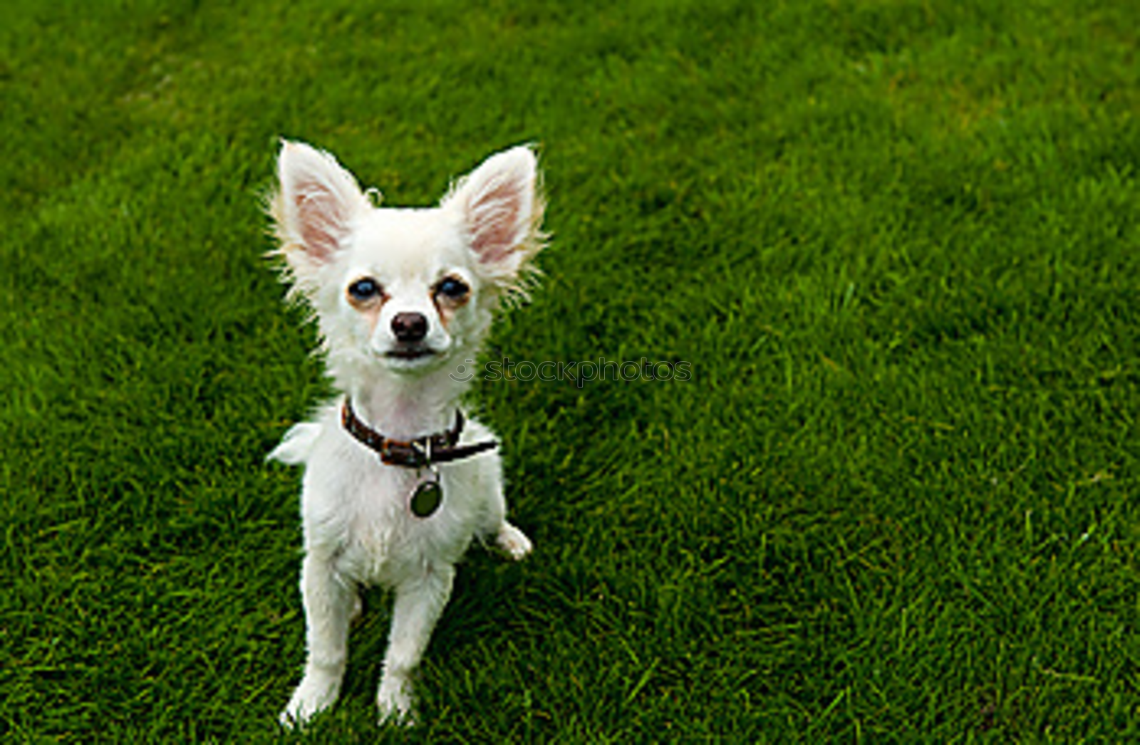 Similar – Dog on the grass in summer day. Jack russel terrier puppy portrait