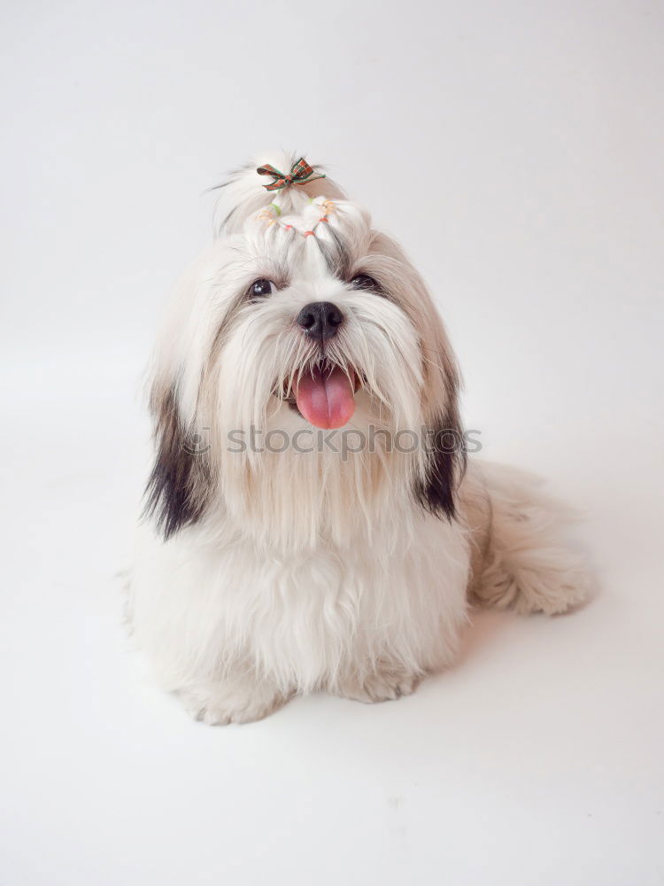 Similar – Image, Stock Photo funny dog with crown on white background