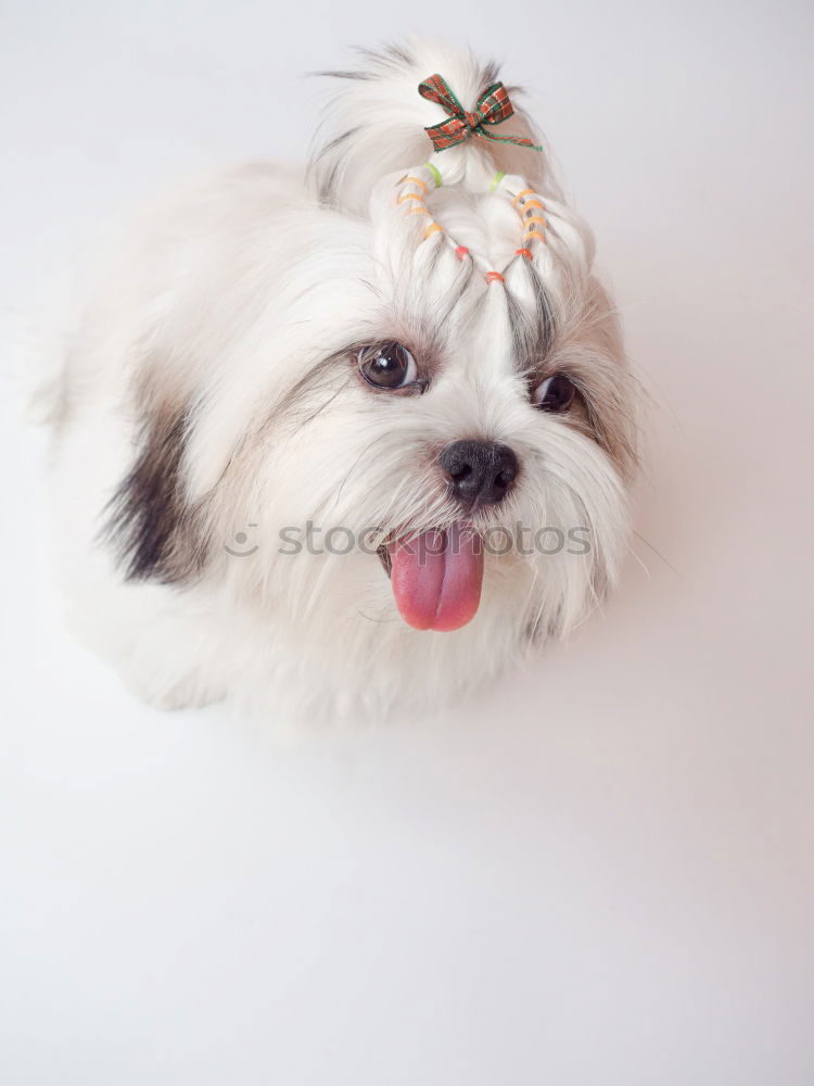 Similar – Image, Stock Photo funny dog with crown on white background