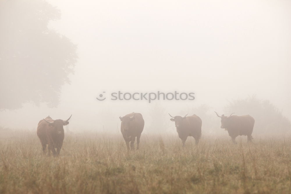 Similar – ground fog Nature