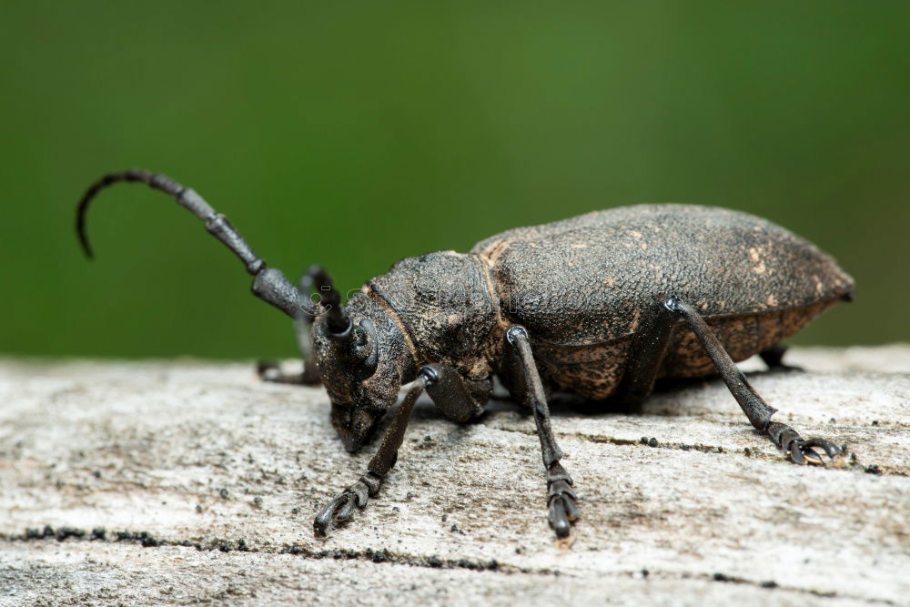 Similar – breakdancing Insect Animal