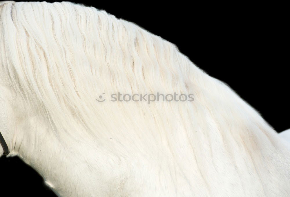 Similar – the swan… Elegant Animal