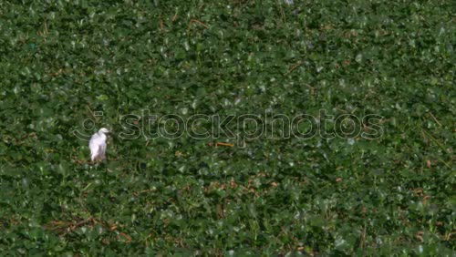 Similar – Foto Bild Rasen kämmen Gras Garten