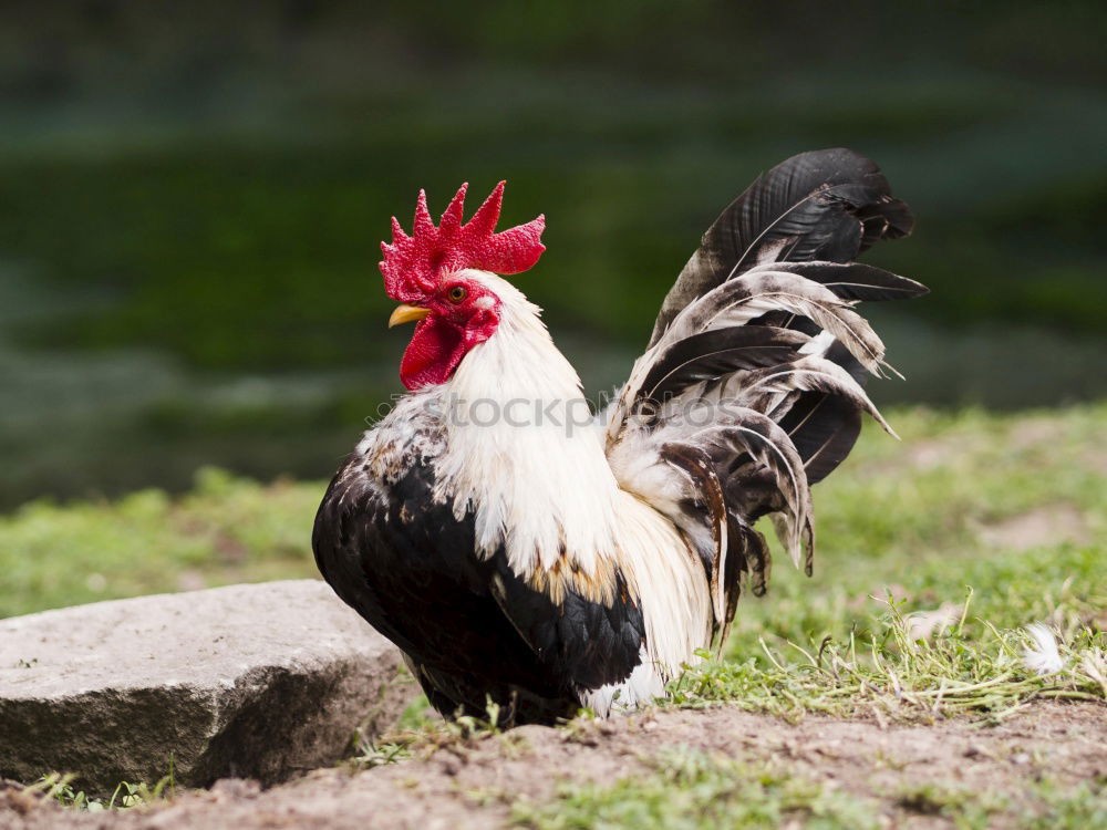 Similar – Image, Stock Photo The cock Food Meat