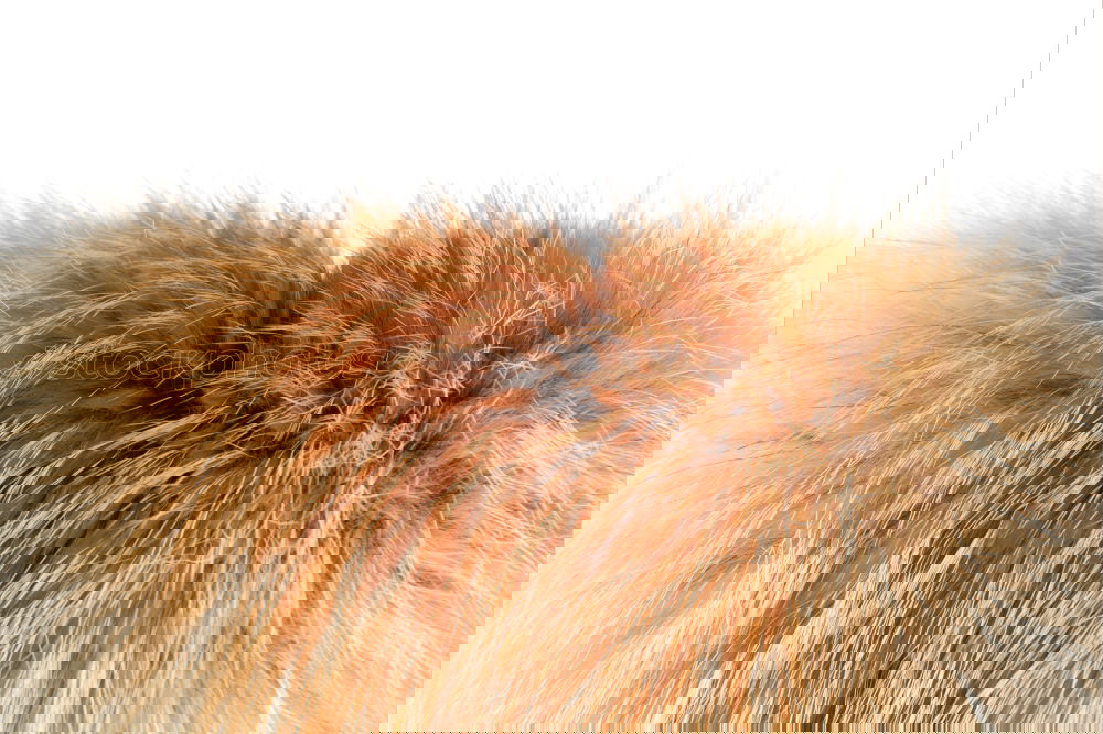 Similar – Foto Bild Rückansicht Pferd