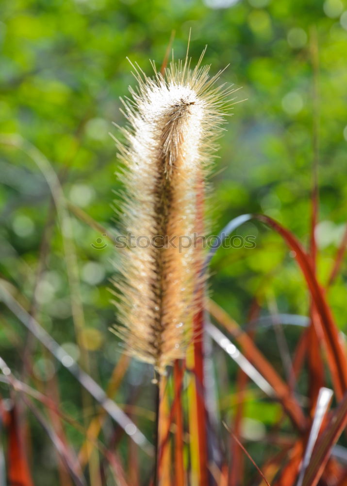 Similar – Foto Bild Kleiner Wurm träumt von der Weite.