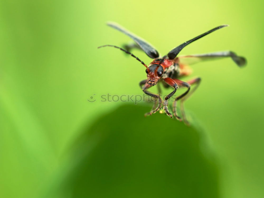 Similar – Little hoverfly in a green garden