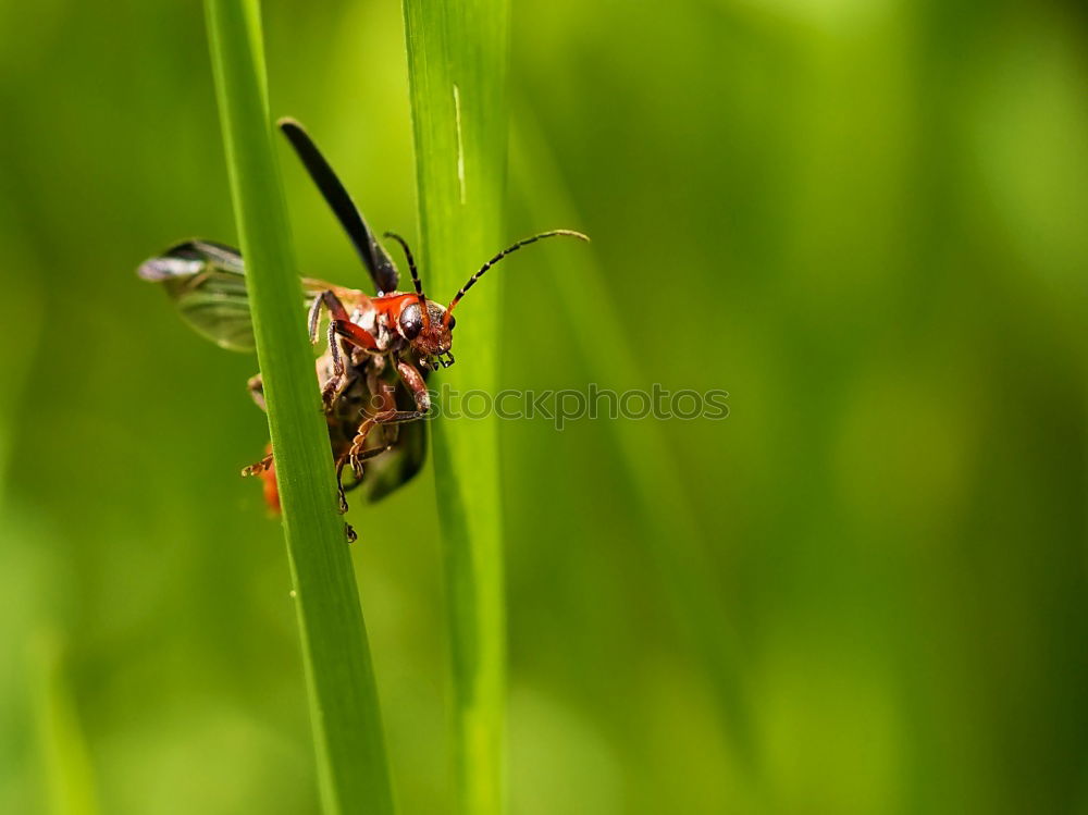 Similar – Image, Stock Photo Beetle/soft beetle *2