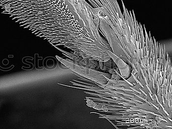 flowers in black and white, hydrangea