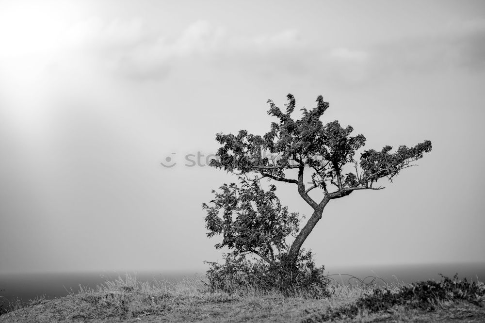 western beach Environment