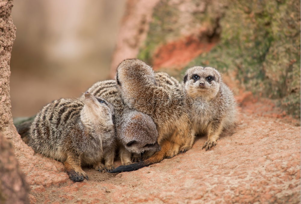 Similar – Image, Stock Photo motherly love Animal Grass