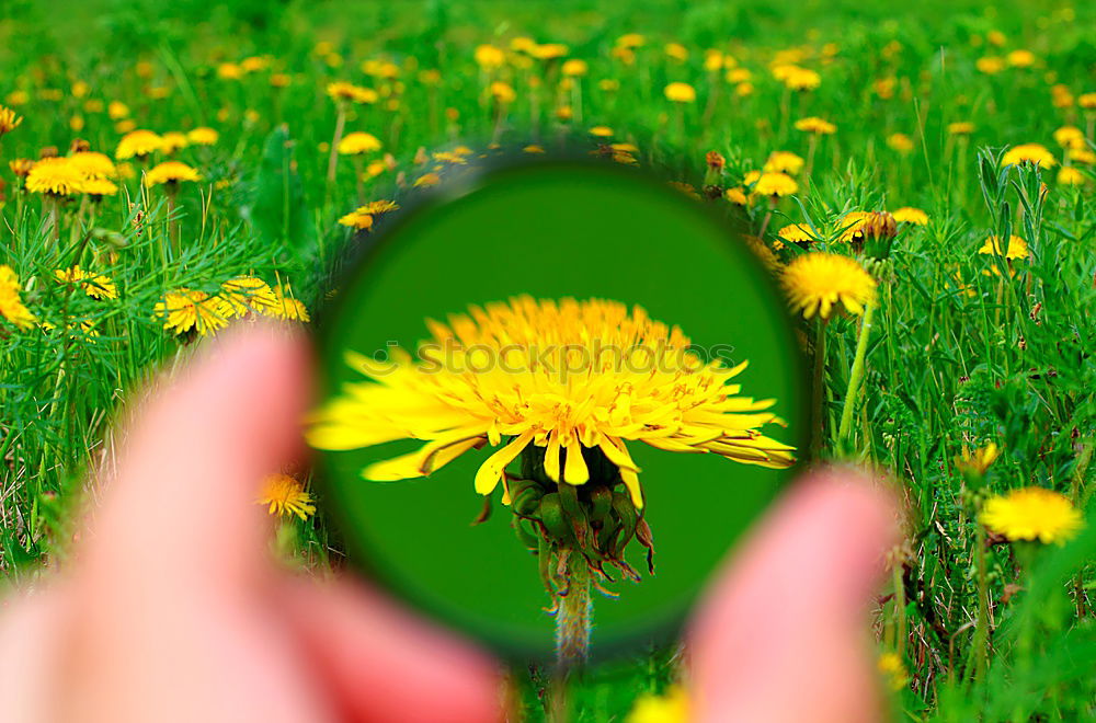 Similar – Image, Stock Photo macro Daisy Meadow Grass