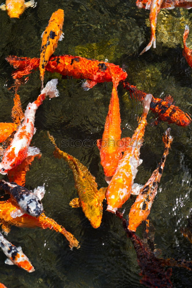 Image, Stock Photo koi Animal Fish Aquarium