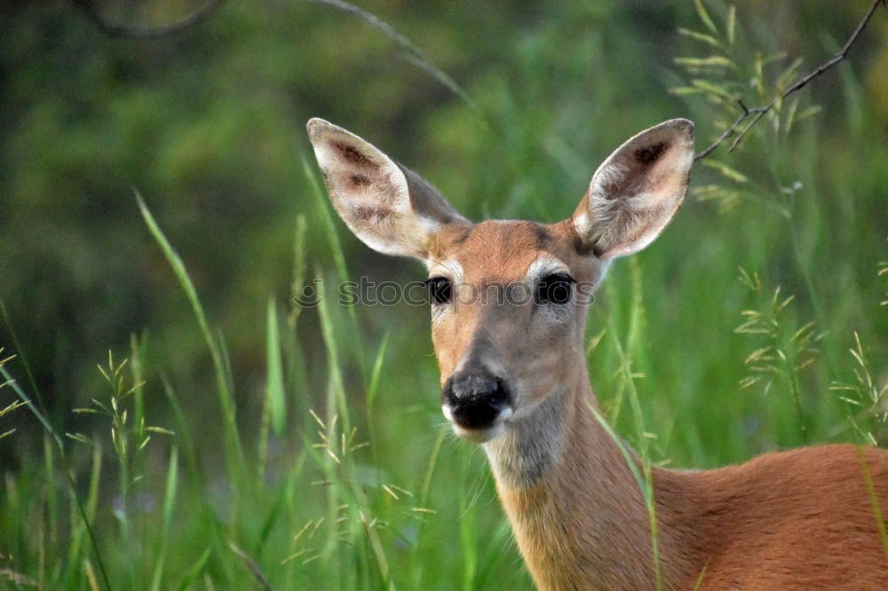 Similar – Bambi looks Environment