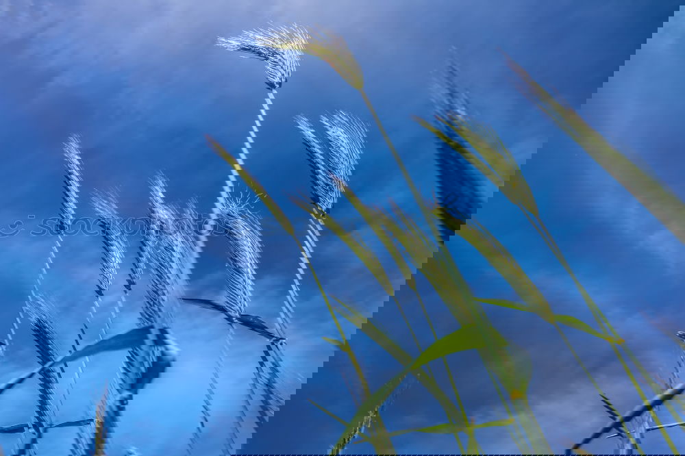Similar – Image, Stock Photo rye Field Rye Summer