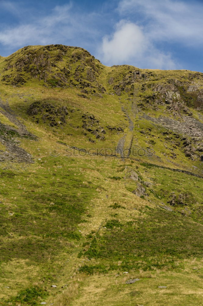 Similar – Image, Stock Photo Red deer in Scotland stag
