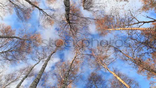 Similar – Bäume Baum grün Sommer