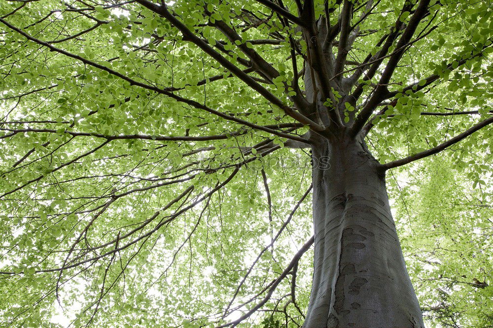 Similar – Foto Bild Fried(en)hofs-Taube Umwelt