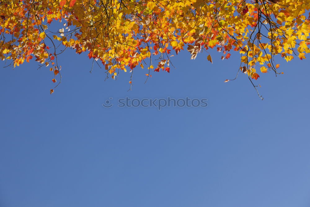 Similar – Image, Stock Photo red hazel leaves